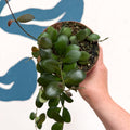 Hoya panchoi IML0228 - Sprouts of Bristol