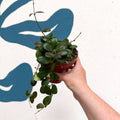 Hoya panchoi IML0228 - Sprouts of Bristol