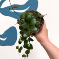 Hoya panchoi IML0228 - Sprouts of Bristol