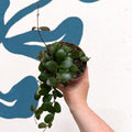 Hoya panchoi IML0228 - Sprouts of Bristol