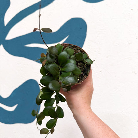 Hoya panchoi IML0228 - Sprouts of Bristol