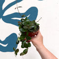 Hoya panchoi IML0228 - Sprouts of Bristol