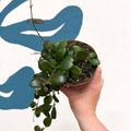 Hoya panchoi IML0228 - Sprouts of Bristol