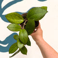 Hoya PMP176 'Joy' x 'Jennifer' - Sprouts of Bristol