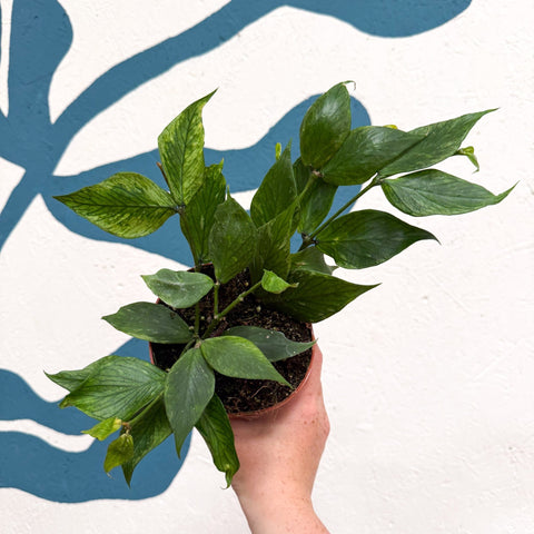 Hoya polyneura ‘RC Mutation’ – Marbled Fishtail Hoya - Sprouts of Bristol