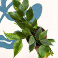 Hoya polyneura ‘RC Mutation’ – Marbled Fishtail Hoya - Sprouts of Bristol
