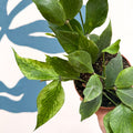 Hoya polyneura ‘RC Mutation’ – Marbled Fishtail Hoya - Sprouts of Bristol