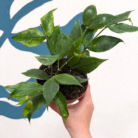 Hoya polyneura ‘RC Mutation’ – Marbled Fishtail Hoya - Sprouts of Bristol