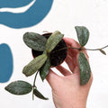 Hoya sigillatis ‘Silver’ - Sprouts of Bristol