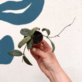 Hoya sigillatis ‘Silver’ - Sprouts of Bristol