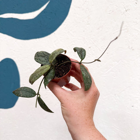 Hoya sigillatis ‘Silver’ - Sprouts of Bristol