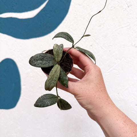 Hoya sigillatis ‘Silver’ - Sprouts of Bristol