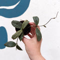 Hoya sigillatis ‘Silver’ - Sprouts of Bristol