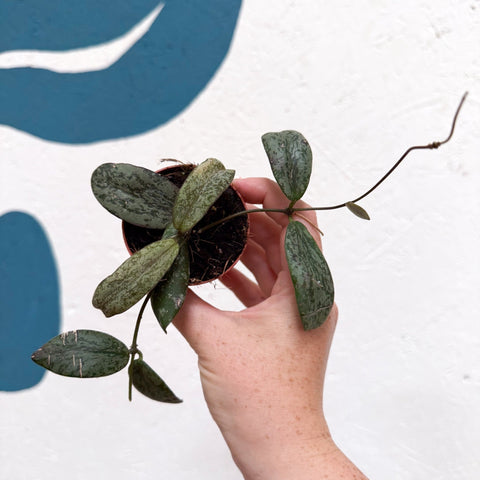 Hoya sigillatis ‘Silver’ - Sprouts of Bristol