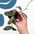 Hoya sigillatis ‘Silver’ - Sprouts of Bristol