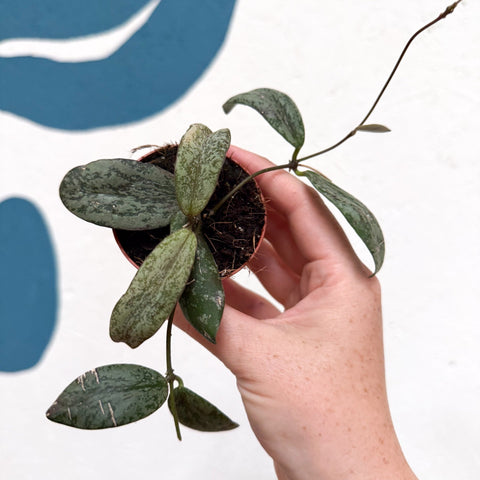 Hoya sigillatis ‘Silver’ - Sprouts of Bristol