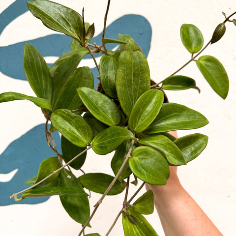 Hoya sp. UT208 - Sprouts of Bristol