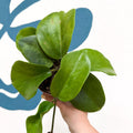 Hoya surigaoensis EG 00897 - Sprouts of Bristol
