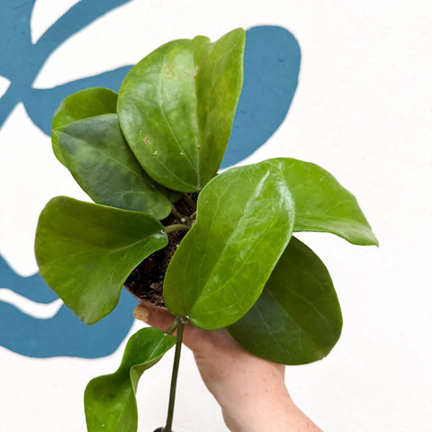 Hoya surigaoensis EG 00897 - Sprouts of Bristol