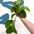 Hoya surigaoensis EG 00897 - Sprouts of Bristol