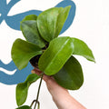 Hoya surigaoensis EG 00897 - Sprouts of Bristol