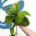 Hoya surigaoensis EG 00897 - Sprouts of Bristol