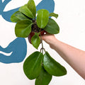 Hoya surigaoensis EG 00897 - Sprouts of Bristol