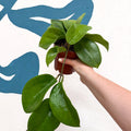 Hoya surigaoensis EG 00897 - Sprouts of Bristol