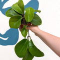 Hoya surigaoensis EG 00897 - Sprouts of Bristol