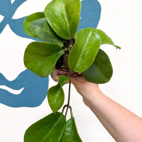 Hoya surigaoensis EG 00897 - Sprouts of Bristol