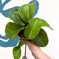 Hoya surigaoensis EG 00897 - Sprouts of Bristol