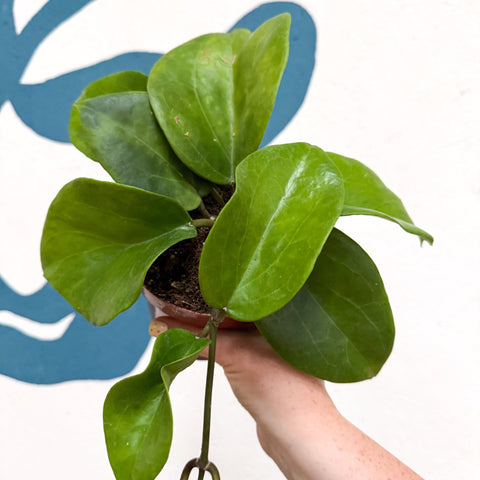 Hoya surigaoensis EG 00897 - Sprouts of Bristol