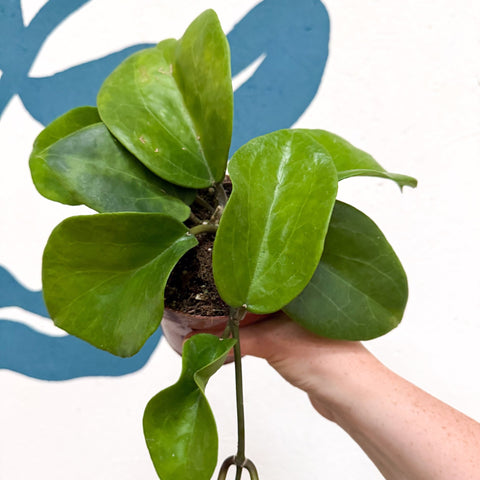Hoya surigaoensis EG 00897 - Sprouts of Bristol