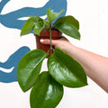 Hoya surigaoensis EG 00897 - Sprouts of Bristol