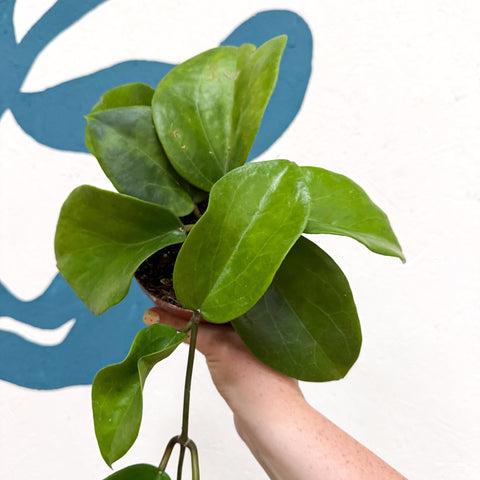 Hoya surigaoensis EG 00897 - Sprouts of Bristol