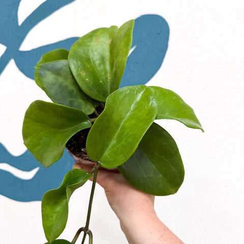 Hoya surigaoensis EG 00897 - Sprouts of Bristol