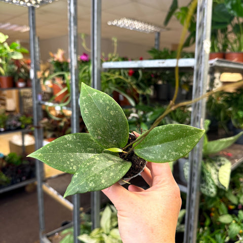 Hoya verticillata (wibergiae) IML 1618 - Sprouts of Bristol