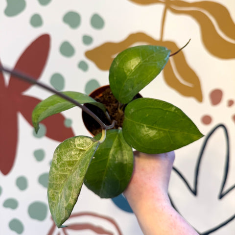 Hoya verticulata sp Tanggamus - Sprouts of Bristol