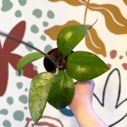 Hoya verticulata sp Tanggamus - Sprouts of Bristol