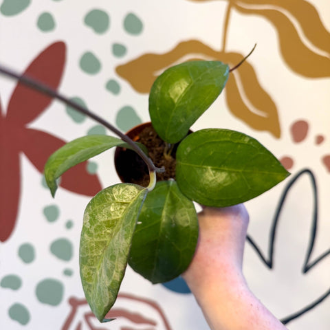 Hoya verticulata sp Tanggamus - Sprouts of Bristol