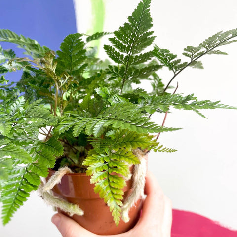 Humata tyermannii - Rabbit Foot Fern - Sprouts of Bristol