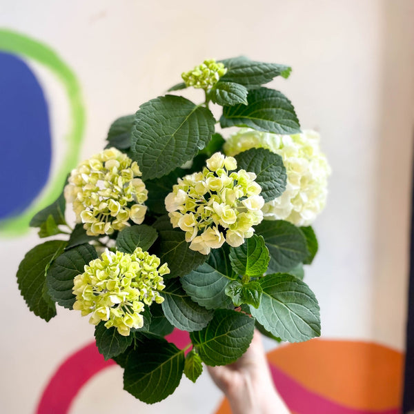 Hydrangea macrophylla 'Crystal Palace' – Sprouts of Bristol