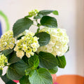Hydrangea macrophylla 'Crystal Palace' - Sprouts of Bristol