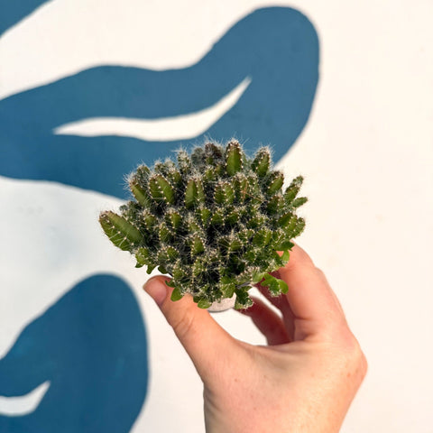 Hylocereus undatus – Dragon Fruit Cactus - Sprouts of Bristol
