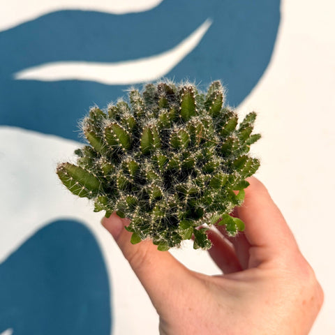 Hylocereus undatus – Dragon Fruit Cactus - Sprouts of Bristol