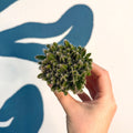 Hylocereus undatus – Dragon Fruit Cactus - Sprouts of Bristol