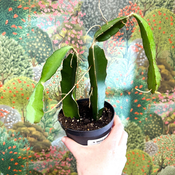dragon fruit succulent plants Hylocereus undatus – Dragon Fruit Cactus – Sprouts of Bristol