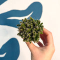 Hylocereus undatus – Dragon Fruit Cactus - Sprouts of Bristol