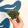 Hylocereus undatus – Dragon Fruit Cactus - Sprouts of Bristol