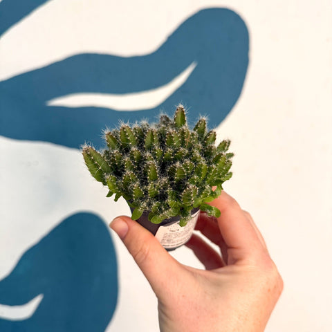 Hylocereus undatus – Dragon Fruit Cactus - Sprouts of Bristol